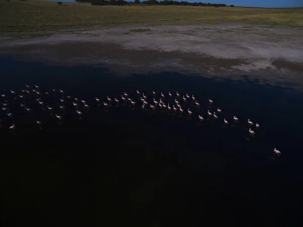 Flamingos Flock Pampa Patagonia Argentina — Stock Photo, Image