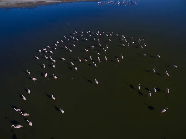 Σμήνος Flamingos Pampa Παταγονία Αργεντινή — Φωτογραφία Αρχείου