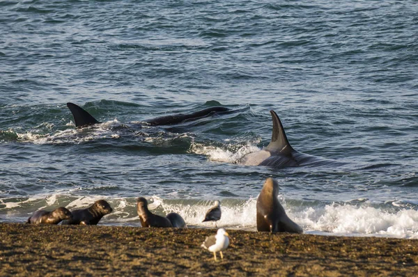 Orca attacking sea lions, Patagonia Argentina