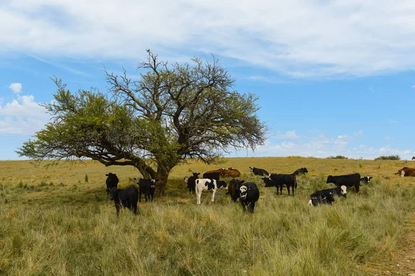 Steers Fed Paure Pampa Argentina — Fotografia de Stock