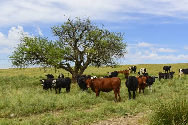 Steers Fed Paure Pampa Argentina — Fotografia de Stock