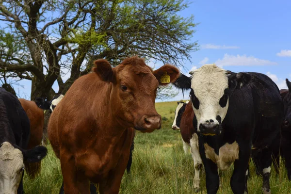 Stutar Matas Bete Pampa Argentina — Stockfoto