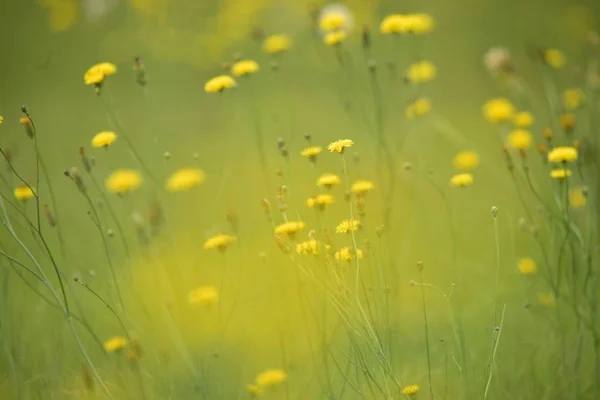 アルゼンチン パタゴニアの野生の花背景 — ストック写真