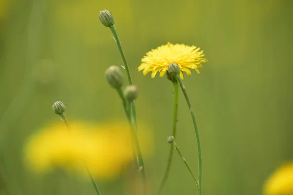 Wildblumen Hintergrund Patagonien Argentinien — Stockfoto