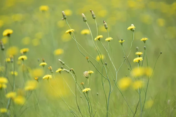 Vilda Blommor Bakgrund Patagonien Argentina — Stockfoto