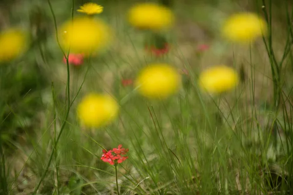 アルゼンチン パタゴニアの野生の花背景 — ストック写真