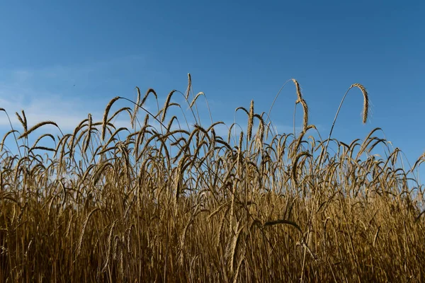 Vete Spikar Spannmål Planterade Pampa Argentina — Stockfoto