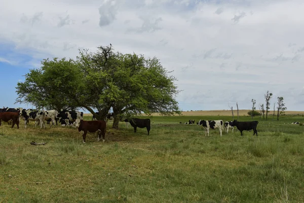 Dirigentes Alimentados Con Pastos Pampa Argentina —  Fotos de Stock