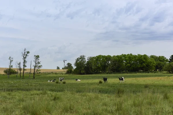 Ochsen Ernähren Sich Von Weide Pampa Argentinien — Stockfoto