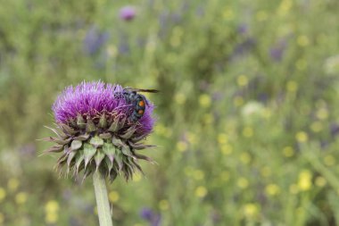 Yaban-arısı bir thistle, Patagonya üzerine