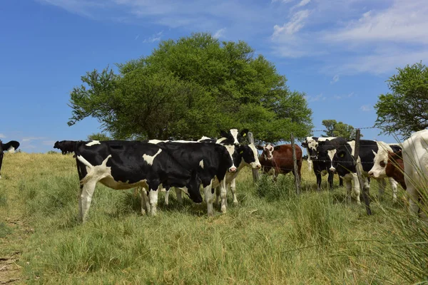 Steers Fed Paure Pampa Argentina — Fotografia de Stock