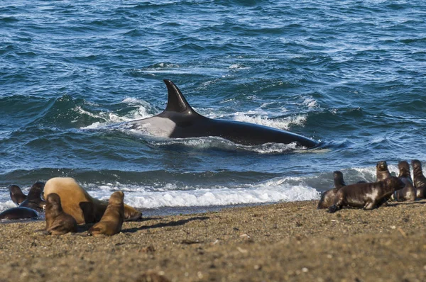 Orca Valt Zeeleeuwen Aan Patagonië Argentinië — Stockfoto