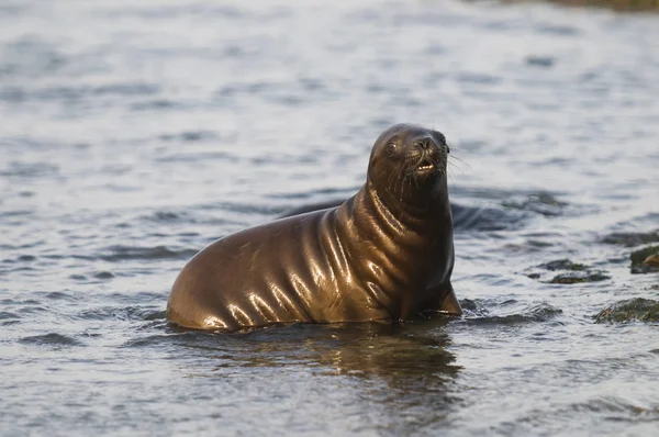 Sea Lion Pup Patagonia Argentina — Stok Foto