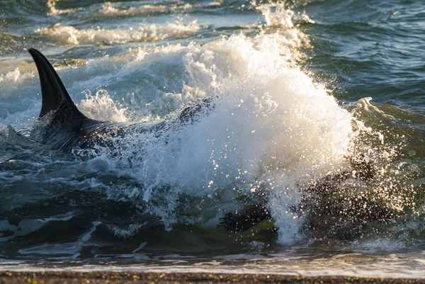 Orca attacking sea lions, Patagonia Argentina