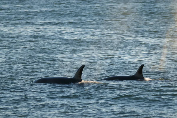 Orca Attaccano Leoni Marini Patagonia Argentina — Foto Stock