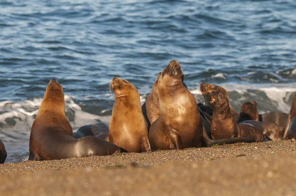 Moeder Baby Zeeleeuw Patagonië — Stockfoto