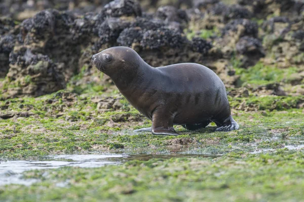 Cachorro León Marino Patagonia Argentina — Foto de Stock