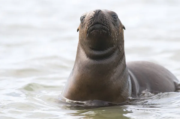 Sjölejonvalp Patagonien Argentina — Stockfoto