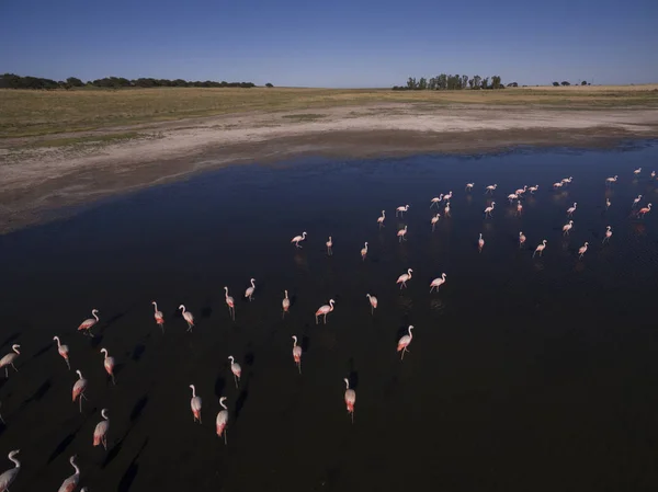Flamingos Patagonia Aerial View — Stock Photo, Image