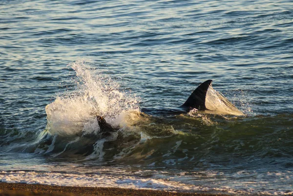 바다사자를 공격하는 파타고니아 아르헨티나 — 스톡 사진