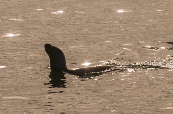 Mother and baby sea lion, Patagonia