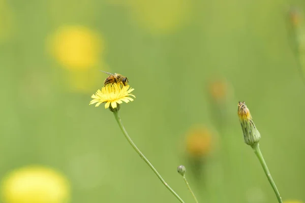 Bumblebee Cardo Patagônia — Fotografia de Stock