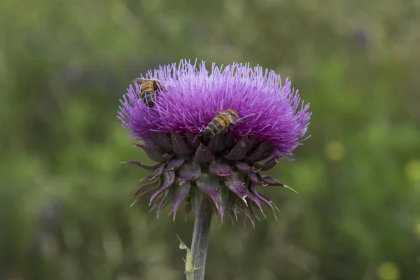 Abejorro Cardo Patagonia — Foto de Stock