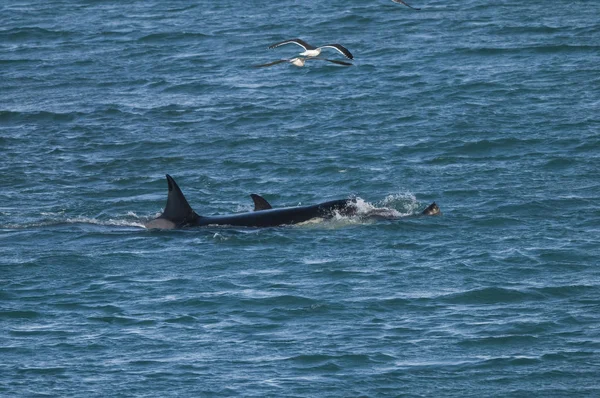 Orca Attaccano Leoni Marini Patagonia Argentina — Foto Stock