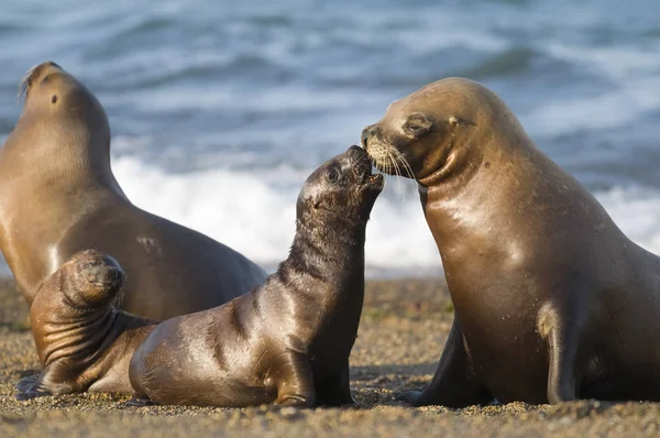 Mor Och Baby Sjölejon Patagonia — Stockfoto