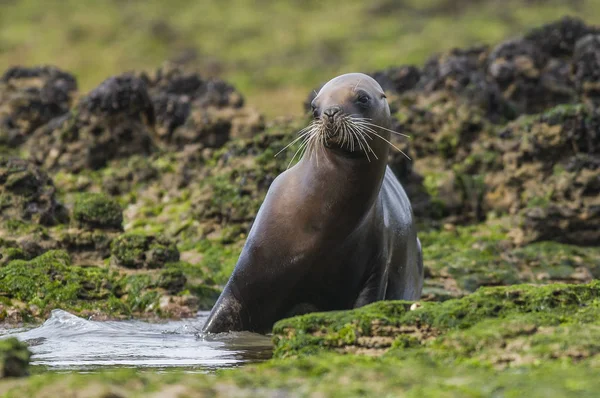 Leone Marino Madre Bambino Patagonia — Foto Stock