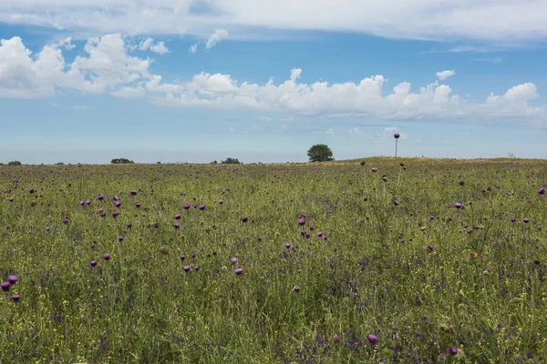 Flores Selvagens Fundo Patagônia Argentina — Fotografia de Stock