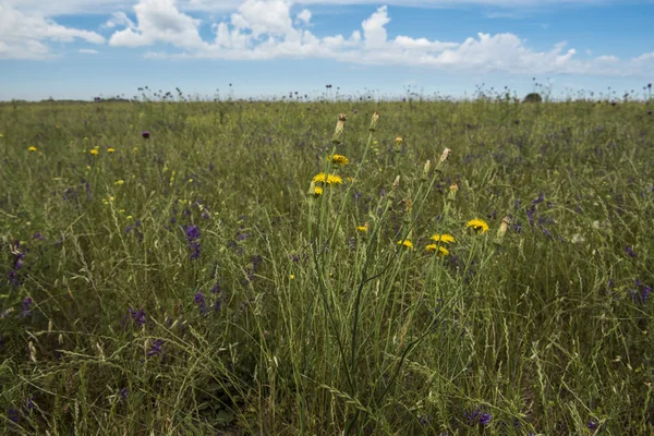 阿根廷巴塔哥尼亚的野花背景 — 图库照片