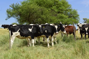 Mera, La Pampa, Argentina ederek beslenen