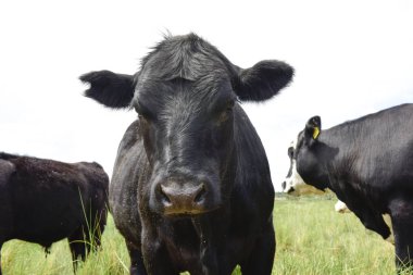 Mera, La Pampa, Argentina ederek beslenen