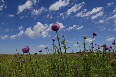 kır çiçeği Patagonia, Arjantin için