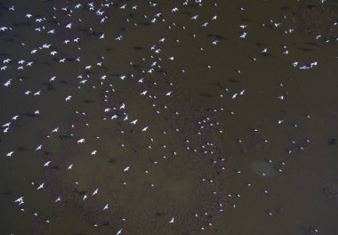 Flamingolar Patagonya'da, havadan görünümü