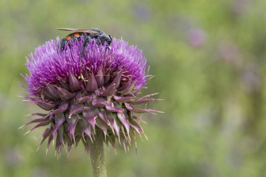 Yaban-arısı bir thistle, Patagonya üzerine