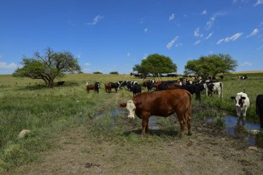 Mera, La Pampa, Argentina ederek beslenen