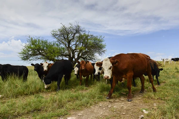 去勢牛は牧草地 アルゼンチンのパンパに供給 — ストック写真