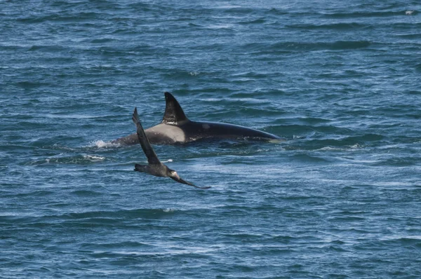 Orca Attaccano Leoni Marini Patagonia Argentina — Foto Stock