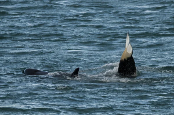 Orca Attaccano Leoni Marini Patagonia Argentina — Foto Stock