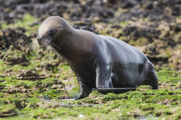 Mutter Und Baby Seelöwe Patagonien — Stockfoto