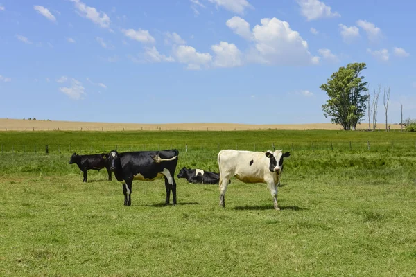 Steers Fed Paure Pampa Argentina — Fotografia de Stock