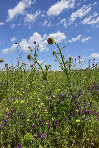 アルゼンチン パタゴニアの野生の花 — ストック写真