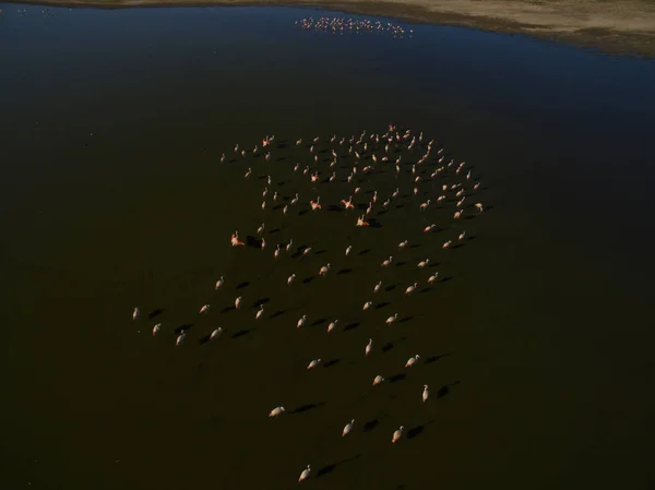 Flamingos Patagonien Luftaufnahme — Stockfoto