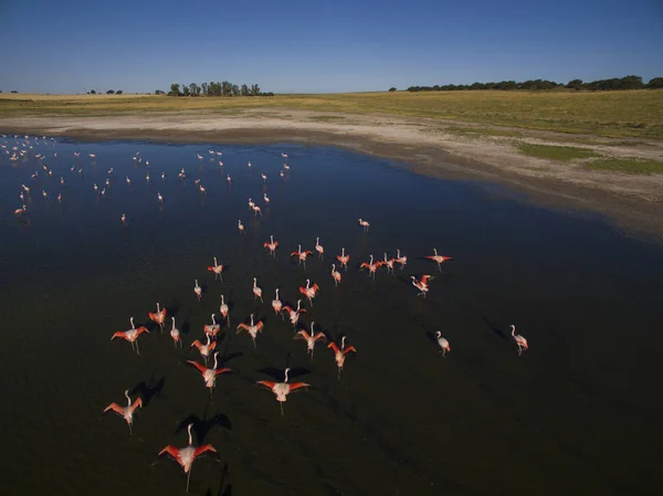 Flamants Roses Patagonie Vue Aérienne — Photo