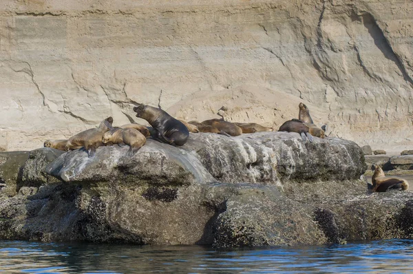 Madre Bebé Lobo Marino Patagonia — Foto de Stock