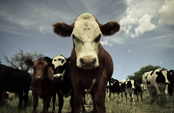 Βόδια Που Τρέφονται Βοσκότοπους Pampa Αργεντινή — Φωτογραφία Αρχείου