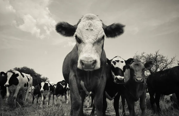 Bovins Nourris Pâturage Pampa Argentine — Photo