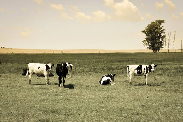 Ochsen Ernähren Sich Von Weide Pampa Argentinien — Stockfoto